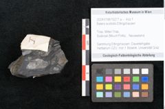Foto (Objekt + Etikett) von Baiera australis Ettingshausen (NHMW-GEO-2024-0188-10277a)